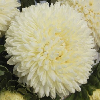 Астра Бьютифул Дей кремовая (creamy) /2 г/ *Satimex*