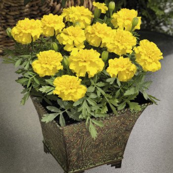 Чорнобривці Маленький герой жовтий /1.000 насінин/ *Benary*