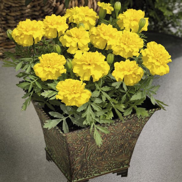 Семена бархатцев Маленький герой желтый /1.000 семян/ *Benary*