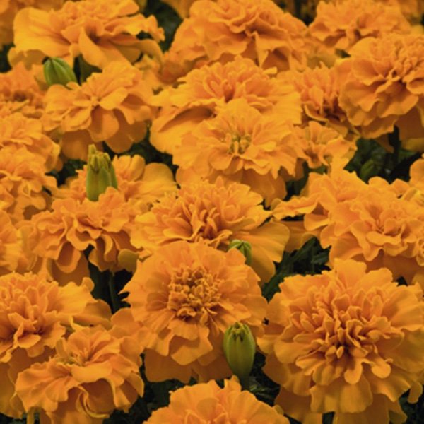 Семена бархатцев Маленький герой оранжевый /1.000 семян/ *Benary*