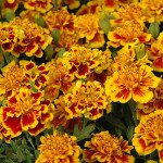 Бархатцы Маленький герой фаэр /1.000 семян/ *Benary*