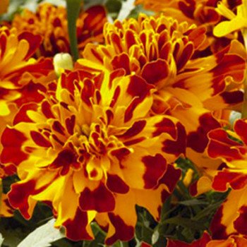 Бархатцы Сафари болеро (bolero) /1.000 семян/ *Benary*