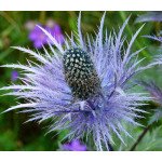 Синеголовник альпийский /1 грамм/ *Hem Zaden*