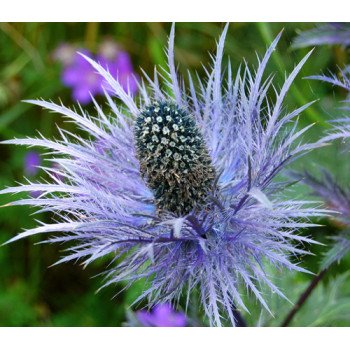 Синеголовник альпийский /1 грамм/ *Hem Zaden*
