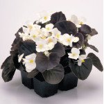 Бегонія Найтлайф F1 біла (white) бронзовий лист /1.000 насінин/ *Benary*