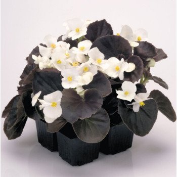 Бегония Найтлайф F1 белая (white) бронзовый лист /1.000 семян/ *Benary*