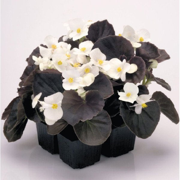 Насіння бегонії Найтлайф F1 біла (white) бронзовий лист /1.000 насінин/ *Benary*