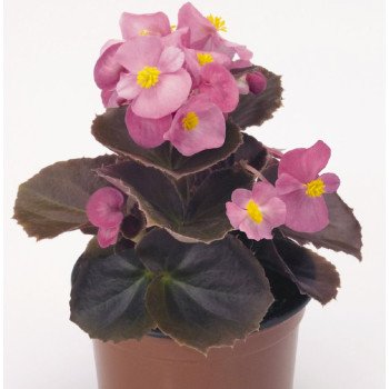 Бегонія Найтлайф F1 рожева (pink) бронзовий лист /1.000 насінин/ *Benary*