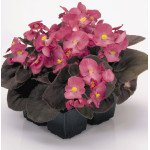 Бегония Найтлайф F1 темно-розовая (deep rose) бронзовый лист /1.000 семян/ *Benary*