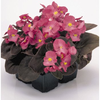 Бегония Найтлайф F1 темно-розовая (deep rose) бронзовый лист /1.000 семян/ *Benary*