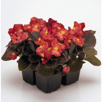 Бегония Найтлайф F1 красная (red) бронзовый лист /1.000 семян/ *Benary*