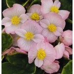 Бегония Спринт Плюс F1 яблоневый цвет (appleblossom) /1.000 семян/ *Benary*