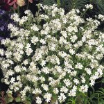 Незабудка Сильва белая (white) /1.000 семян/ *Benary*