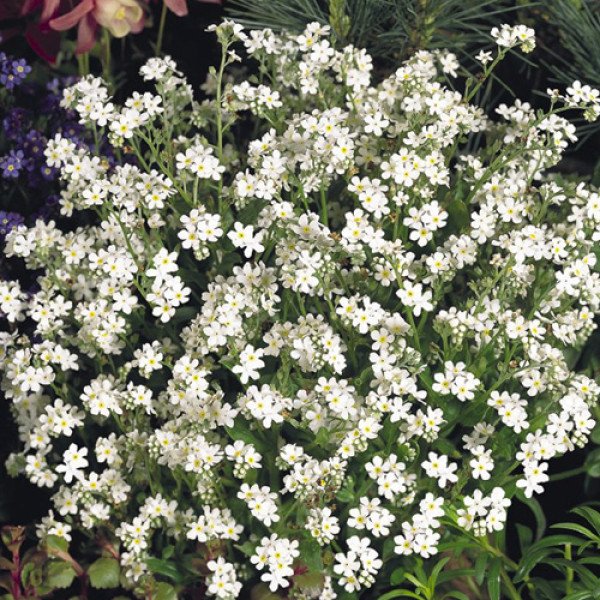 Семена незабудки Сильва белая (white) /1.000 семян/ *Benary*