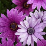 Остеоспермум Баллада смесь /100 семян/ *Hem Zaden*