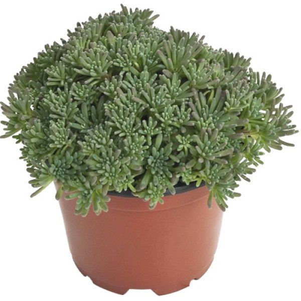 Насіння седума Лізард /200 насінин/ *Benary*