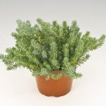 Седум Оракул /100 насінин (драже)/ *Benary*