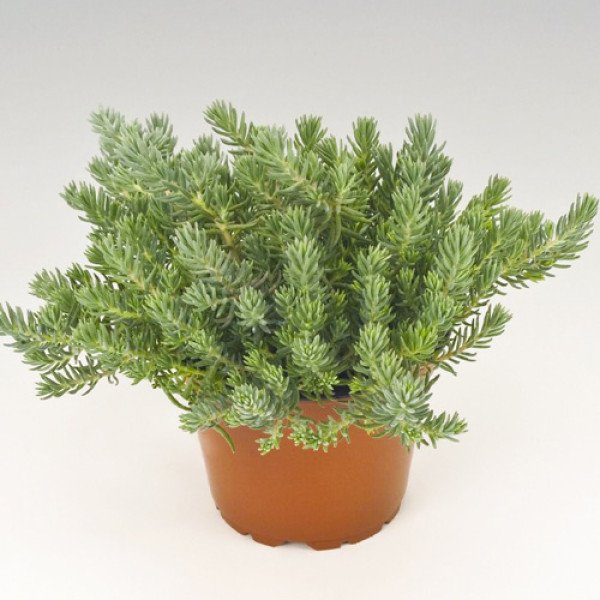 Семена седума Оракул /100 семян (драже)/ *Benary*