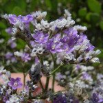 Кермек Каспийский /0,5 г/ *Hem Zaden*