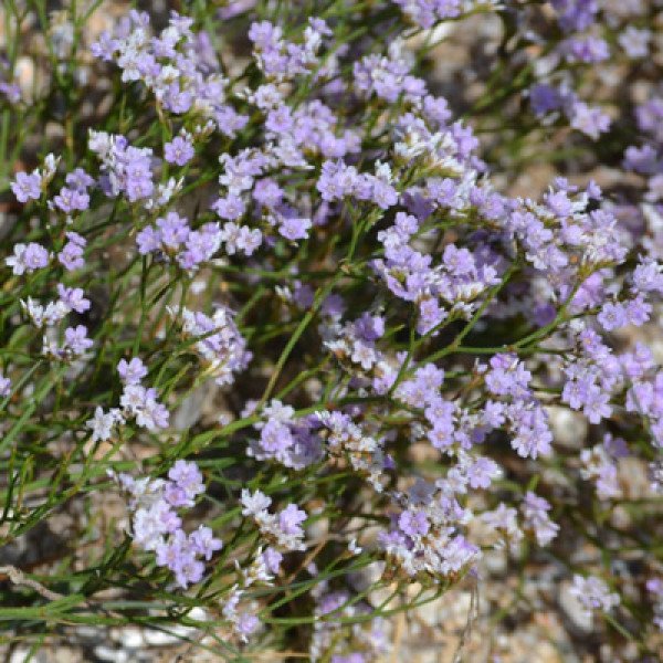 Насіння кермека Каспійський /0,5 г/ *Hem Zaden*