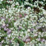 Кермек Татарский /1 г/ *Hem Zaden*