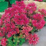 Седум Соларити /200 семян/ *Syngenta*