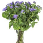 Агератум Горизонт (Horizont) F1 /100 насінин/ *Sakata*