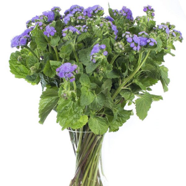 Семена агератума Горизонт (Horizont) F1 /100 семян/ *Sakata*