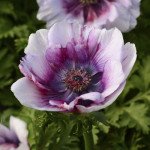 Анемона Мона Ліза біло-фіолетова /100 насінин/ *Pan American*