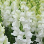 Антиринум Потомак F1 белый (white) /100 семян/ *Pan American*