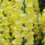 Антиринум Потомак F1 желтый (yellow) /100 семян/ *Pan American*