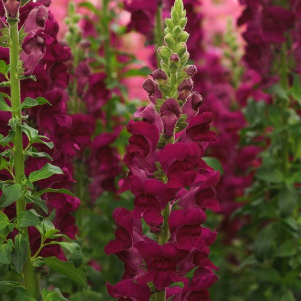 Насіння антірінума Потомак F1 кримсон (crimson) /100 насінин/ *Pan American*