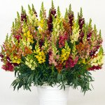 Антірінум Потомак F1 суміш (mix) /100 насінин/ *Pan American*