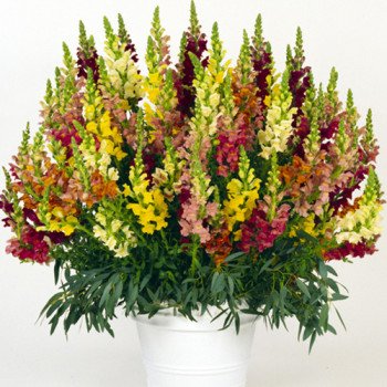 Антиринум Потомак F1 смесь (mix) /100 семян/ *Pan American*