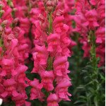 Антірінум Потомак F1 чері роуз (cherry rose) /100 насінин/ *Pan American*