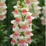 Антірінум Потомак F1 яблуневий цвіт (appleblossom) /100 насінин/ *Pan American*