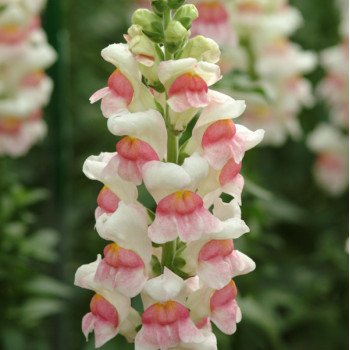 Антиринум Потомак F1 яблоневый цвет (appleblossom) /100 семян/ *Pan American*