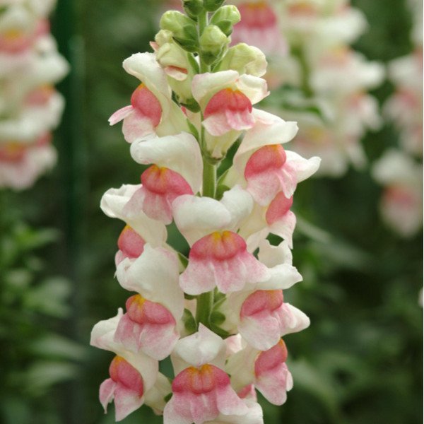 Семена антиринума Потомак F1 яблоневый цвет (appleblossom) /100 семян/ *Pan American*