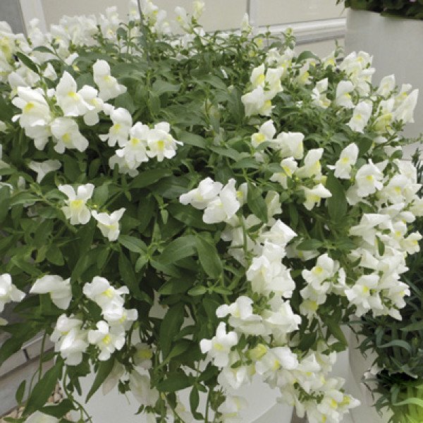 Семена львиного зева Кенди F1 белый /50 семян/ *Sakata*