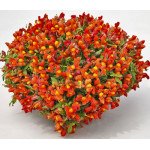 Антірінум Кенді F1 помаранчевий /50 насінин/ *Sakata*