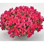 Антірінум Кенді F1 рожевий /50 насінин/ *Sakata*