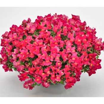 Антірінум Кенді F1 рожевий /50 насінин/ *Sakata*