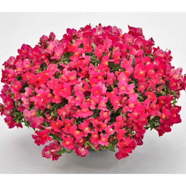 Насіння антірінума Кенді F1 рожевий /50 насінин/ *Sakata*