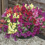 Антірінум Кенді F1 суміш /50 насінин/ *Sakata*