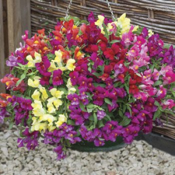 Антірінум Кенді F1 суміш /50 насінин/ *Sakata*