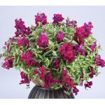 Антірінум Кенді F1 темно-пурпурний /50 насінин/ *Sakata*