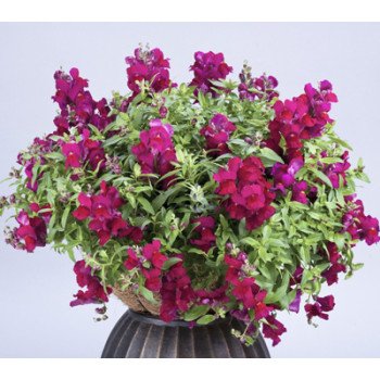 Антірінум Кенді F1 темно-пурпурний /50 насінин/ *Sakata*