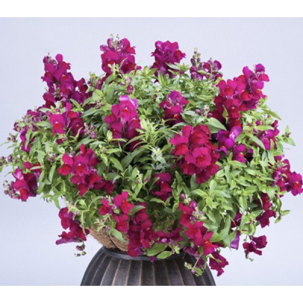 Насіння антірінума Кенді F1 темно-пурпурний /50 насінин/ *Sakata*