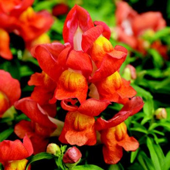 Антірінум Монтего F1 оранж біколор /100 насінин/ *Syngenta*