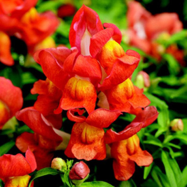 Насіння антірінума Монтего F1 оранж біколор /100 насінин/ *Syngenta*